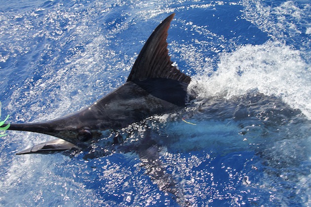 Norfolk Island - The Fishing Website