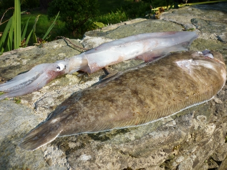The French Connection - The Fishing Website : Discussion Forums
