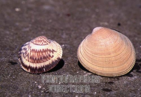 Whats this shellfish? Ruheruhe / trough shell? - The Fishing Website ...