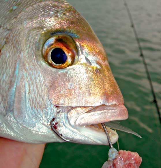 Sense of smell fish facts The Fishing site