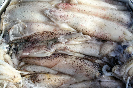 frozen squid bait
