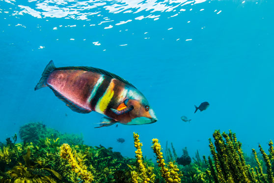 A beginners guide to underwater photography - The Fishing Website
