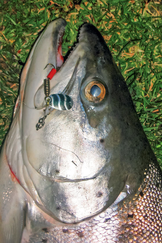 soft plastics for trout