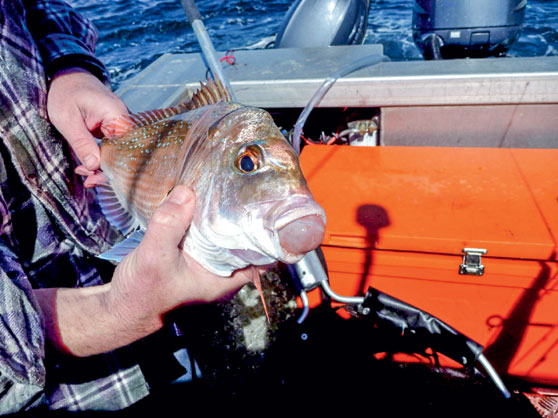 snapper with stomach protruding