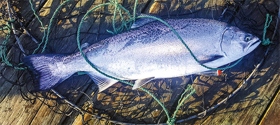 Hoop nets are required to land fish when wharf fishing.