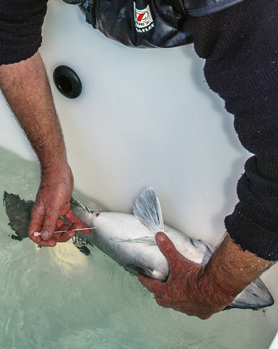 Techniques for releasing fish caught from deep water The Fishing site