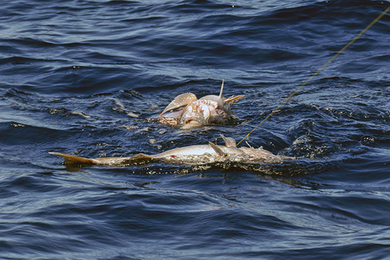 fish decompression tool