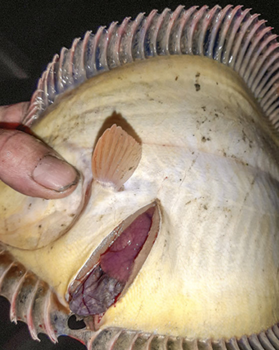 How To Net Flounder The Fishing site