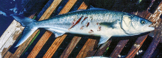 A kahawai that had an encounter with a mako but was already starting to heal.