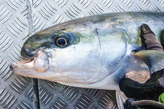A kingie with an upper jaw deformation. Genetic or mechanical damage?