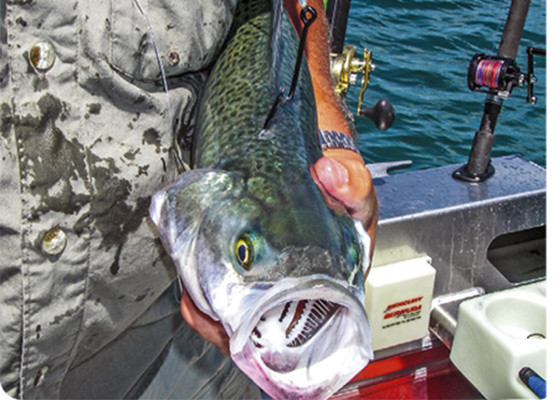 hooking cut bait