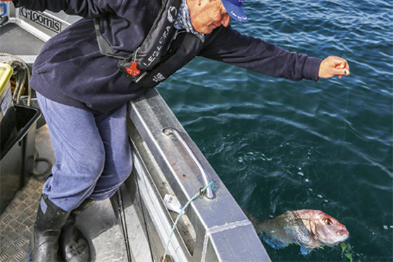 Keeping a fish supported in the water puts less strain on the line, especially when using a lighter leader.