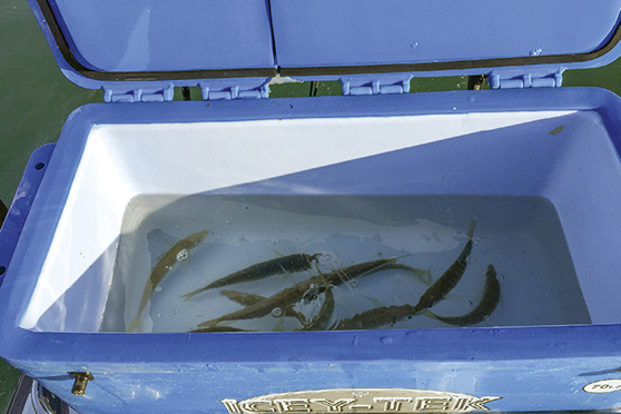 The writer's bait tank can keep twenty mackerel alive all day.