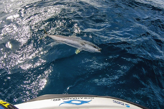 In the Hauraki Gulf, the kingies will be there in good numbers as the spring workups kick in.