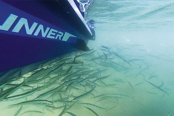 Piper are great livebaits and can be found in shallow waters.