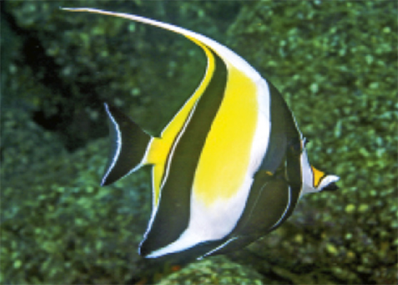 A mature moorish idol showing the distinctive sickle-shaped fin, long snout and small bony protrusions in front of the eyes.