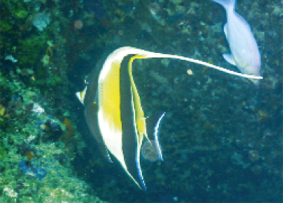 The one and only photo of a moorish idol from mainland New Zealand, Poor Knights Islands.