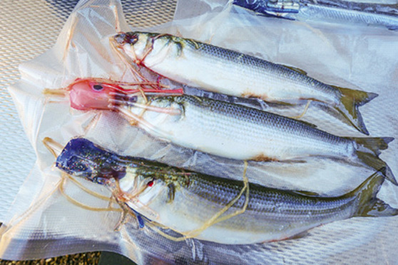 Catching, preparing and processing marlin baits - The Fishing Website