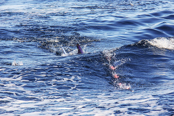 Recapture data shows that some billfish, electronically tagged and released, will quickly head away from the area they were caught in.