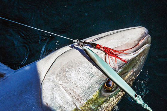 Jigs have been very effective for kingfish in the past, but in hard-fished 'hot-spots' their effectiveness can drop away.