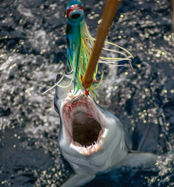 Netting and gaffing your catch The Fishing site