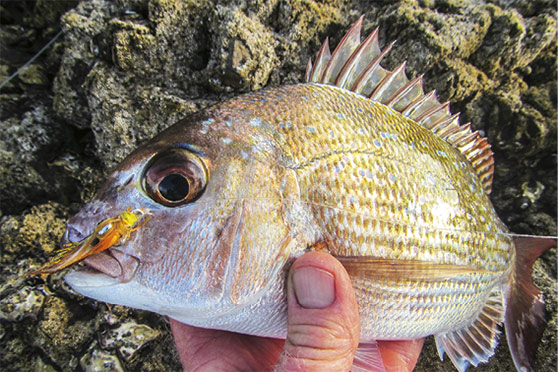 Baby snapper are suckers for rubber-leg flies.