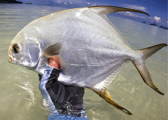 Permit are on of fly-fishing's most sought-after fish.