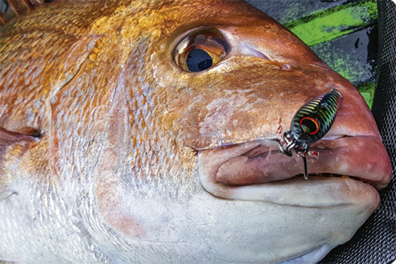 Big snapper love snacking on tiny bait replicas like this 28g Zest Gan jig.