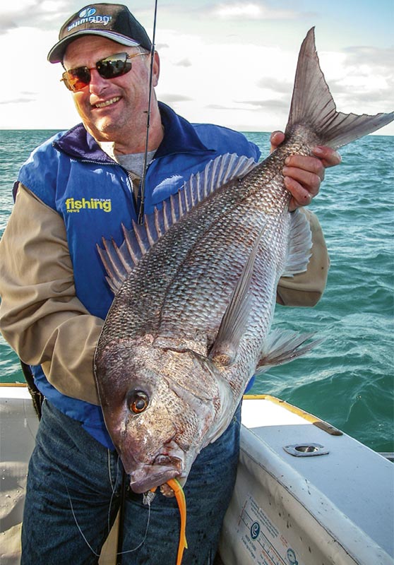 A history of snapper on lures Part 1 Softbait The Fishing site