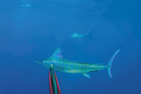 Step One: select a fish to tag.