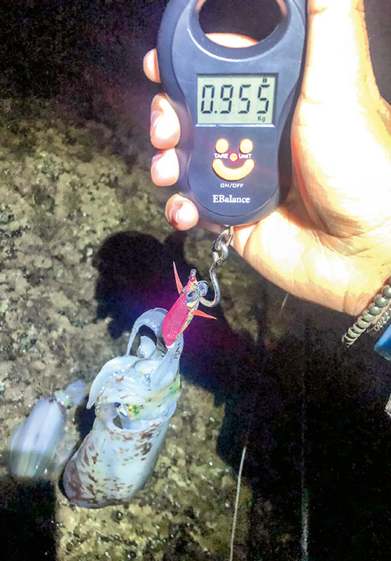 These scales have been great to find out the exact weight of the squid for friendly bragging rights.