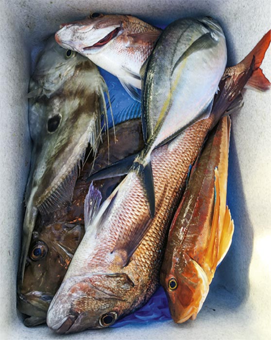 A mixed bag of top table fish; who could ask for more?