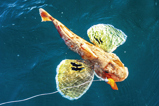 A big gurnard was another welcome catch.