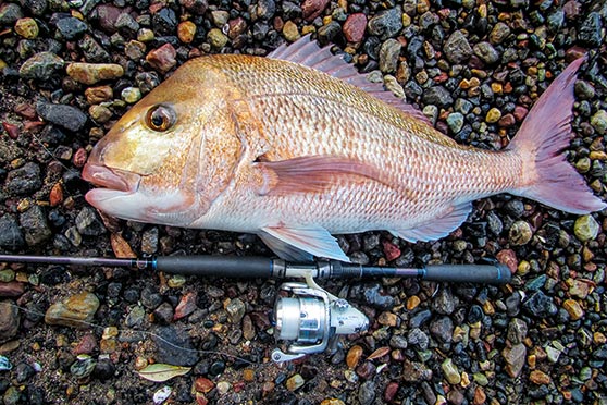 Big snapper move in on the back of winter storms.