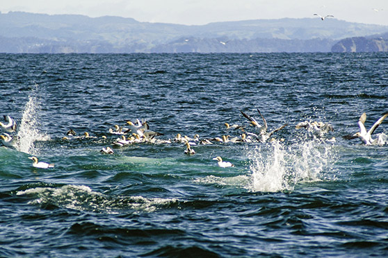 Learn from the birds; what they emerge with will give a clue to the lure you should use, and the height of the dive will indicate how deep the fish are.