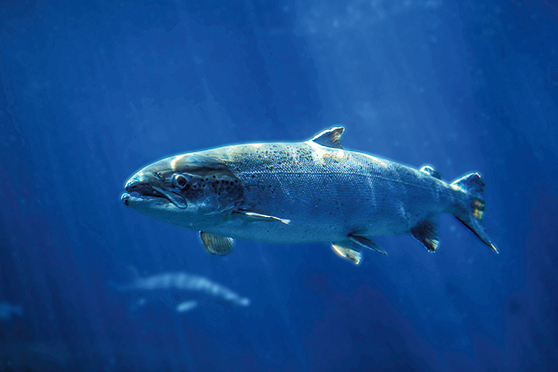 In certain conditions, trout are more likely to see and attack jigs with an added UV coating.