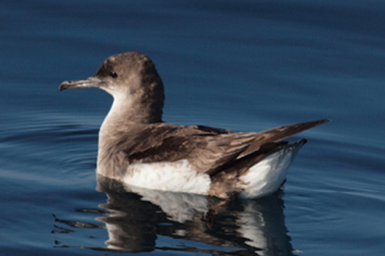 Fluttering Shearwater/Pakaha