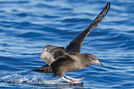 Flesh-Footed Shearwater/Toanui