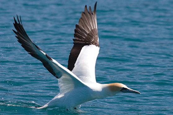 Australasian Gannet/Takupu