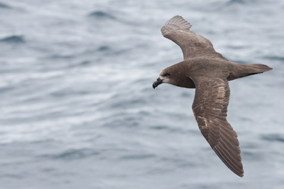 Grey-Faced Petrel/Oi