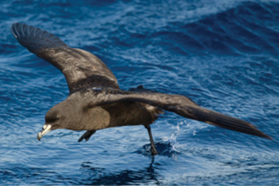 Black Petrel/Taiko