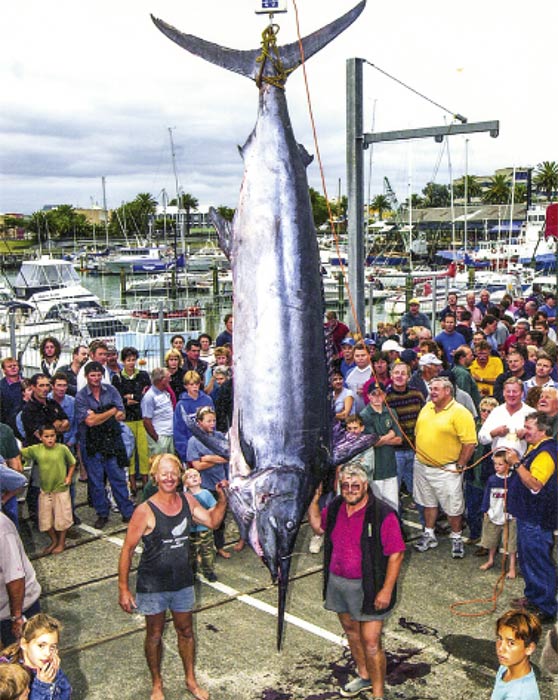 Black Marlin in NZ - The Fishing Website