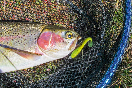 This trout couldn't resist a paddle tail.