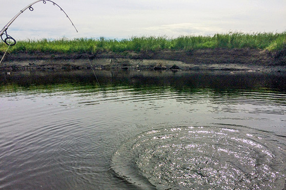 Hooked up to a solid trout - fish that have "reaction struck" always fight hard!