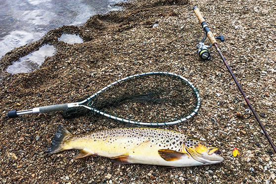 The 2.5kg brown trout that couldn't resist striking the spinner which landed right next to him.