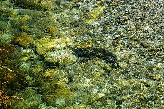 A good trout spotted and ready to be cast at.