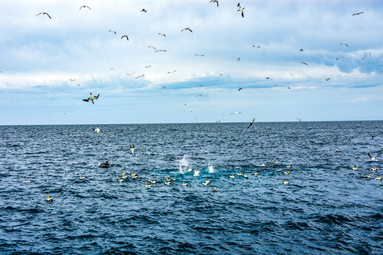 Diving birds are a dead cert there will be an angler's target species lurking below.
