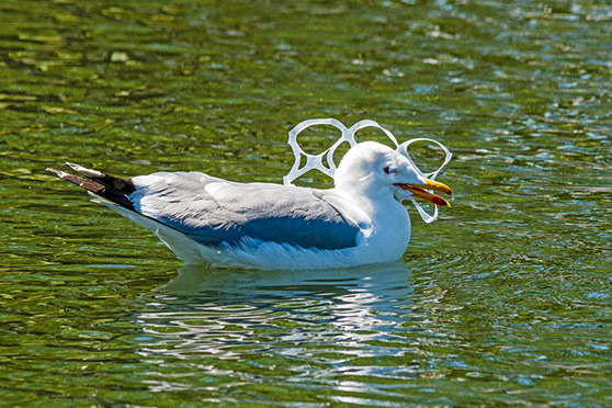 Plastic pollution is a serious threat to seabirds.