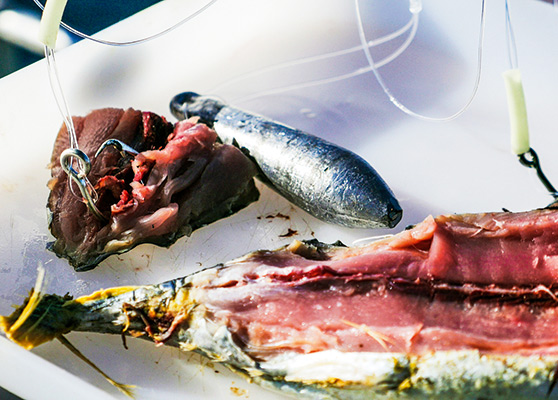 Big baits require a big sinker in deepwater.