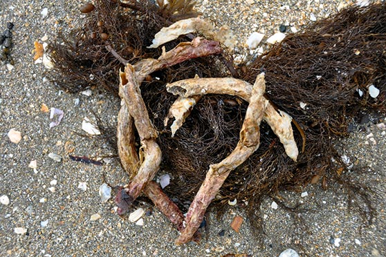 Chaeopterus cases washed up onshore.